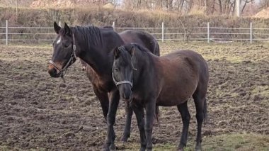 Baharda çayırda iki at.