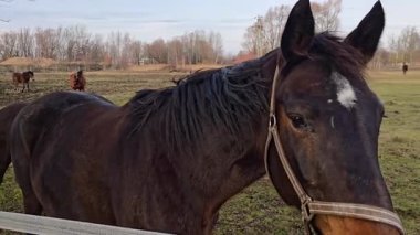 Atlar kırsalda otluyor.