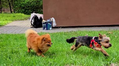 Köpekler çimenlerde neşeyle koşar.