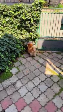 Küçük köpek bahçesini koruyor.