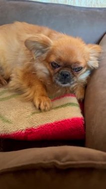 bir yastıkta uyumak köpek yavrusu