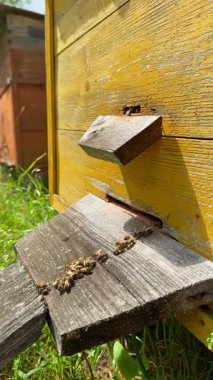 Kovandaki bal arıları