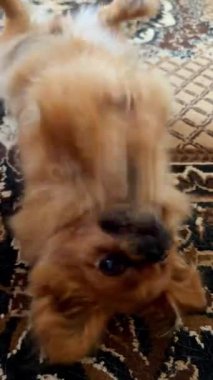 Evde halının üzerinde oynayan komik Pekin köpeği.