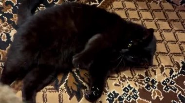 Kara kedi halıda bir oyuncakla oynuyor.