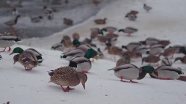 Vahşi ördekler kış boyunca parkta karla beslenir.