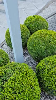 Manzara tasarımında dekoratif budanmış çalılar