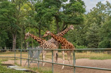 Hayvanat bahçesindeki üç zürafa