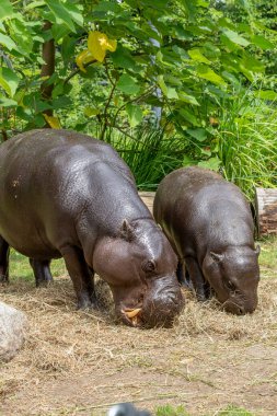 Yavru bir su aygırı yeşil bir çevrede otluyor.