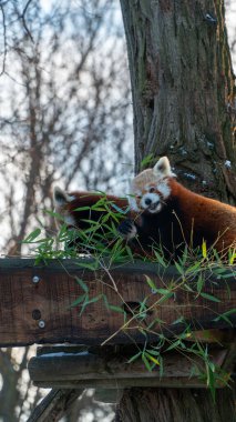 Sevimli kırmızı pandalar bambuların tadını çıkarırlar.