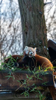 Kızıl pandalar kışın bambu ziyafetinin tadını çıkarırlar.