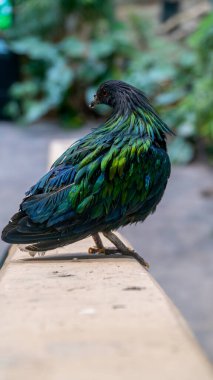 Yanardöner Nicobar Güvercini bir çıkıntıda