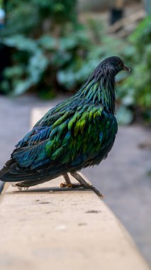 Parlak Nicobar güvercini bir çıkıntıya oturdu.