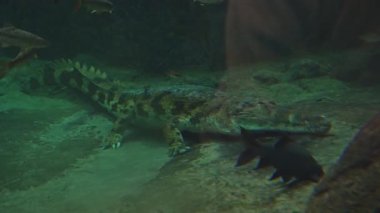 Timsah suyun altında dinleniyor.