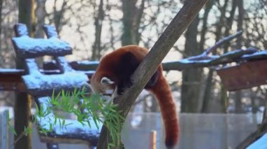 Kızıl panda yapraklarla daldan aşağı iniyor.