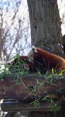 Ağaçtaki yeşil yapraklarla beslenen kırmızı pandalar.