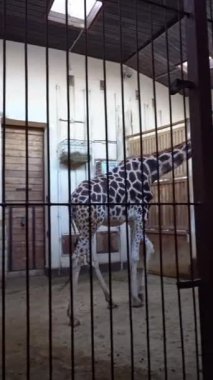 Zürafa küçük bir çevrenin içinde yürüyor.