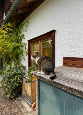 Evin yakınındaki tahta çıkıntıda ilginç bir tekir kedi.