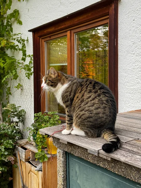 Pencerenin kenarındaki tahta çıkıntıda oturan tekir kedi.