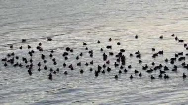 Havadan çekilen video kuşları gölde ördek gibi yüzdürüyor, bir grup kuş da su manzarasını yansıtıyor. Yüksek kalite 4k görüntü
