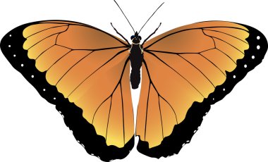 Parlak vektör görüntü bir turuncu kelebek