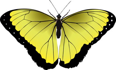 Sarı bir kelebek parlak vektör görüntü