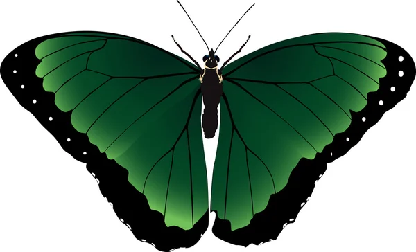 Imagen vectorial brillante de una mariposa verde — Archivo Imágenes Vectoriales