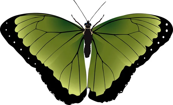 Imagen vectorial brillante de una mariposa verde claro — Archivo Imágenes Vectoriales