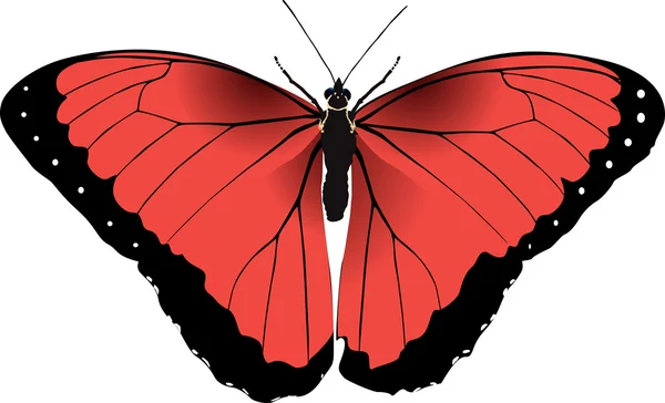 Kırmızı kelebek parlak vektör görüntü — Stok Vektör