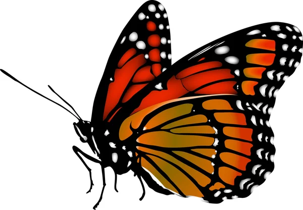 Monarch kelebek parlak vektör görüntü