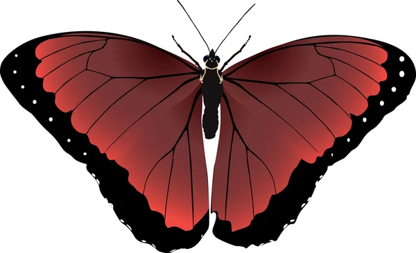 Jasne grafika wektorowa bordowy motyl — Wektor stockowy
