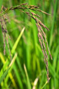 Karanlık pirinç puddy kulak