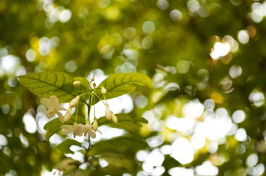 Bokeh portre su Yasemin çiçek