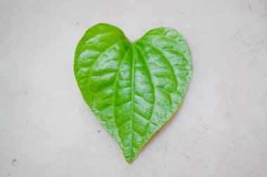 Kalp şekli yaprak