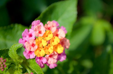Lantana camara çiçek