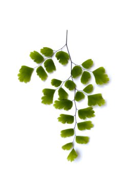 Maidenhair fern leaves clipart