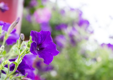 Minnie kök doğal ortamda mor çiçeği