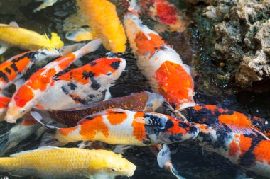 Renkli balık süslü sazan veya fantezi sazan, siyah sazan. Sazan bir tatlı su balığı