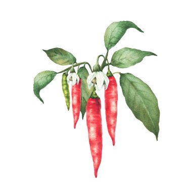 Kırmızı, yeşil biber kabuklu kırmızı biber bitkisi, çiçekler ve yapraklar. Botanik gerçekçi suluboya çizimi. Yemek, baharat etiketi, bahçe işleri için sıcak baharatlı sebzeler. Arka plandan izole edilmiş