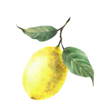 Limon dalı. Saplı ve yapraklı sarı turunçgil meyvesi. İçki mönüsü, paket, kozmetik, tekstil ve kart tasarımı için gerçekçi bir suluboya çizimi. Arka plandan izole edilmiş