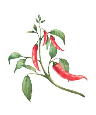Acı biber bitkisi. Kırmızı kapsüllerin suluboya boyası ve dalda yeşil yapraklar. Bahçe işleri için botanik gerçekçi sebzeler, arka plandan izole edilmiş Asya baharatları.