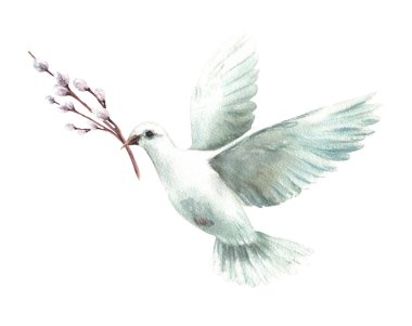 Söğüt ağacı dallı güvercin. Beyaz uçan güvercin, barışın sembolü, dini işaret. Paskalya için suluboya el çizimi, Palm Sunday, ilk komünyon, vaftiz. Arka plandan izole edilmiş