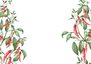 Kırmızı acı biber bitkisi çerçevesi. Suluboya el boyası, çiçek, yeşil yapraklar, olgun, olgunlaşmamış kabuklar. Arkaplan çiziminden izole edilmiş. Baharatlı sebze bahçesi. Yiyecek, sos etiketi şablonu