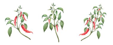 Acı biber bitkisi seti. Kırmızı kapsüllerin suluboya boyası ve dalda yeşil yapraklar. Bahçe işleri için botanik gerçekçi sebze çizimi, arkaplandan izole edilmiş baharat