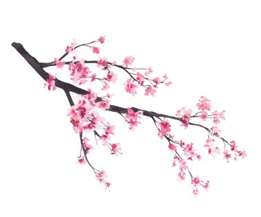 Narin, pembe kiraz çiçekleriyle çiçek açan sakura dalı. Yumuşak doğal dokuya sahip el boyası suluboya çizimi, bahar tasarımı, tebrik kartları, düğün ve markalaşma için izole kompozisyon.