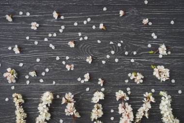 Koyu gri ahşap arka plan üzerinde kayısı çiçeği. Baharın işareti, doğa uyanışı.