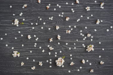 Koyu gri veya siyah ahşap arka plan üzerinde kayısı çiçeği. Baharın işareti, doğa uyanışı.