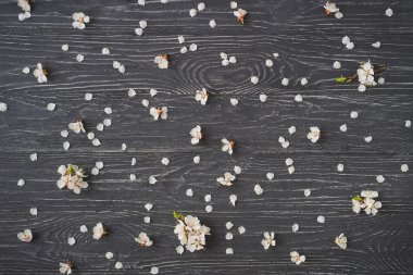 Koyu gri ahşap arka plan üzerinde kayısı çiçeği. Baharın işareti, doğa uyanışı.