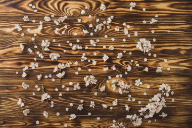 Kayısı çiçeği çiçek ve yaprakları kahverengi ahşap zemin üzerinde. Bahar, iz doğa uyanış.