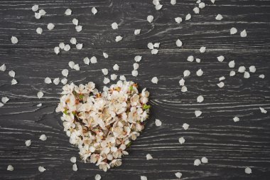 Koyu gri ahşap arka plan üzerinde kalp şeklinde kayısı çiçeği. Bahar, iz doğa uyanış.