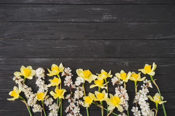 Fiori di albicocca e ciliegio e fiori di narciso su sfondo nero in legno. Segno di primavera, risveglio della natura . — Foto Stock